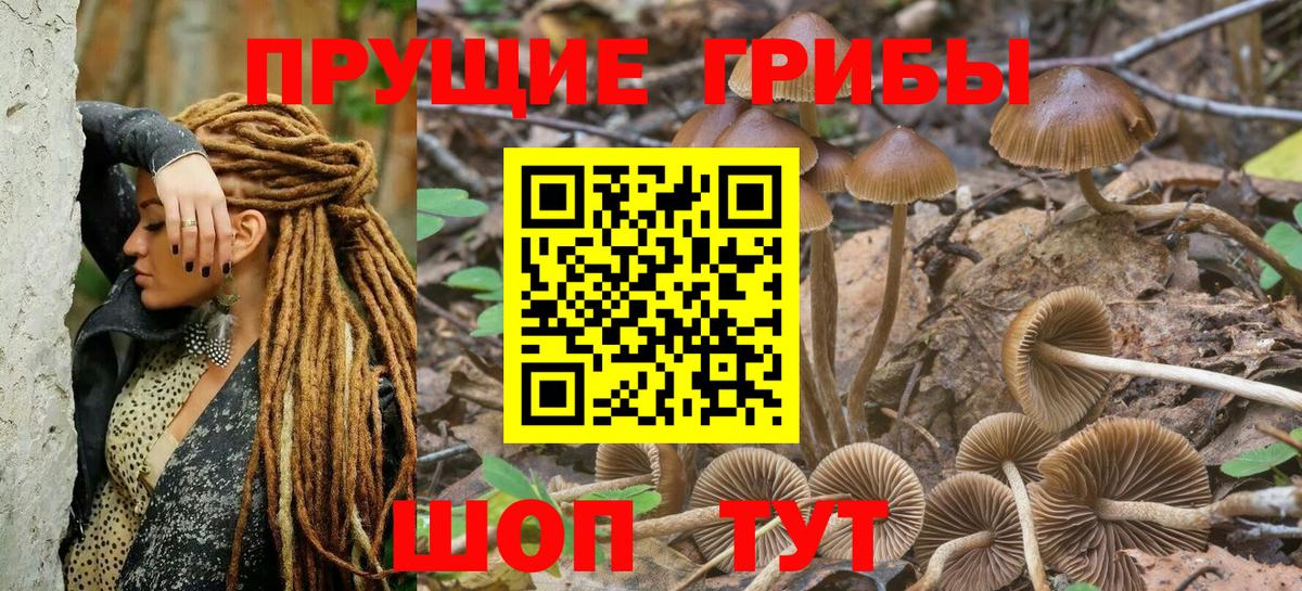 Галлюциногенные грибы Psilocybe  Вход с VPN  Аксай 